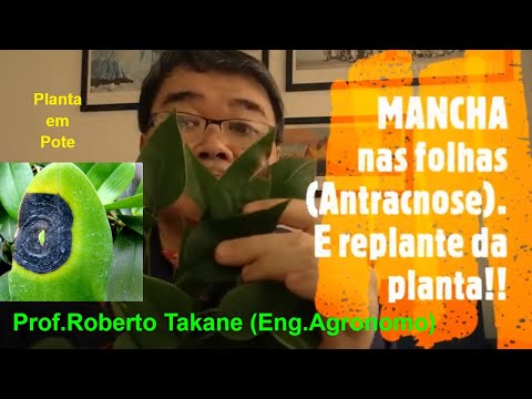 , title : 'MANCHA nas folhas (Antracnose) e seu replante (Mini-Anturios)! Prof.Roberto Takane'