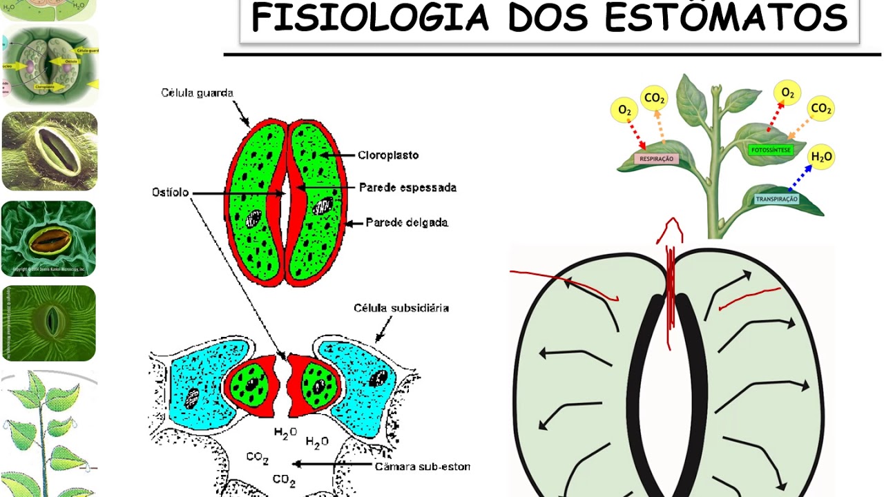 Relações Hídricas:Água no sistema: Solo-Planta-Atmosfera - Estômatos - parte 3.