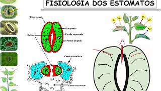 Relações Hídricas:Água no sistema: Solo-Planta-Atmosfera - Estômatos - parte 3.