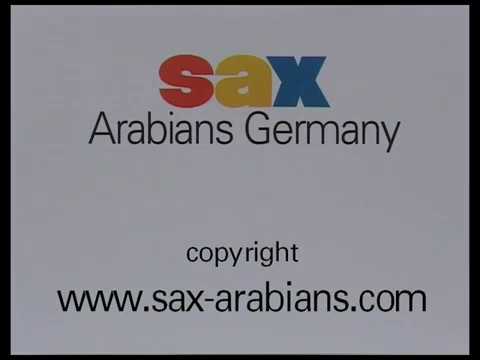 Arabian horse stallion AL MILAN by Sax Arabians Germany