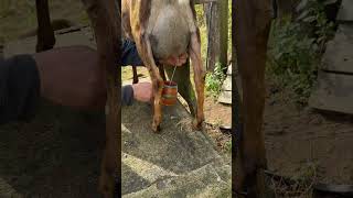 Download lagu วันหยุด ไปดื่มกาแฟนมสดจากเต้าแพะ กันค่ะ  #กาแฟ #กาแฟนมสด #coffee mp3