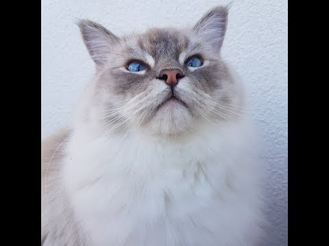 Very Vocal Ragdoll Cat       (Toby the Cat)