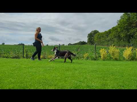 Obi 1 Kimbo - Fokus üben