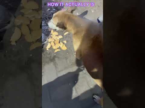 #dog #voiceless #dogfood #dogs #helpvoiceless #dogslove #life #funny #straydoglove #dogtreats #dog