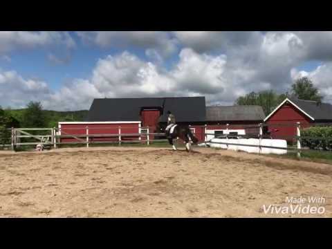 Dressyrsto 7år e: Blue Hors Romanov