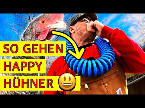 Bestes Hühnerfutter!
