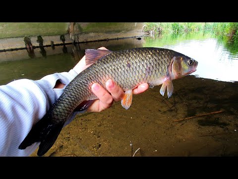 Spinning la Clean dupa prohibitie!! UK 🇬🇧First River season 2022!! Chub Fishing!