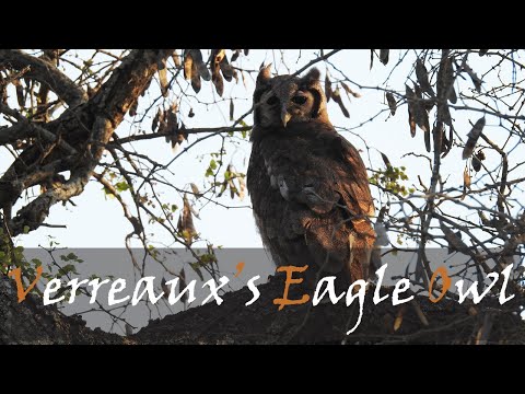 Verreaux's Eagle Owl (Bubo lacteus) Bird Call — Stories Of The Kruger