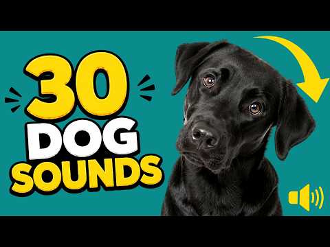 30 Dog Sounds That Make Dogs Tilt, Wag &amp; Bark 🐶❤️