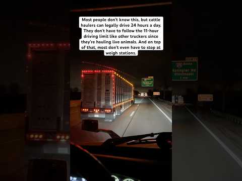 Why Cattle Haulers Don’t Follow the Rules! #trucking #cattle #semi #delivery #highway #otr
