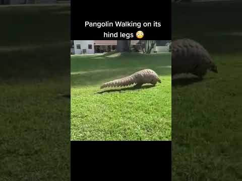 Did you know they could walk like that??勞#pangolin #pangolins #wildlifevideo #animallo...