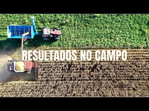 Resultados no Campo | Aloe Plus na Recuperação de Banana em Araquari/SC