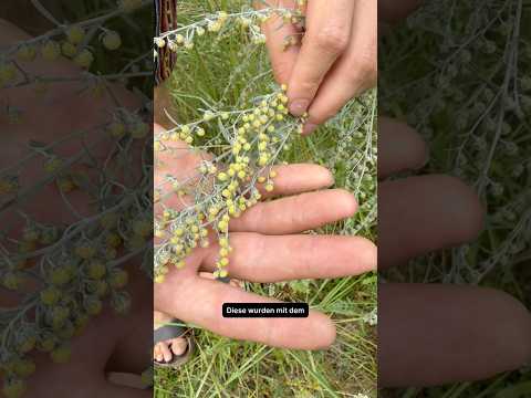 Absinth: Wermut und Wahnsinn