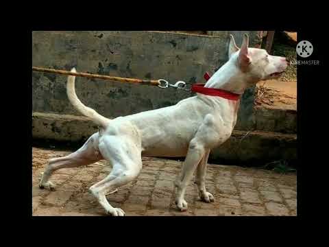 top 21 indian dog breed part - 1 . हमे इंडियन डॉग क्यो पालने चाहिए।🐕🐕🐕🐕🐕🐕