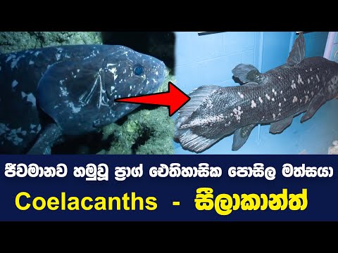 ජීවමානව හමුවූ ප්‍රාග් ඓතිහාසික පොසිල මත්සයා |Finding the Coelacanth | DinoFish|Living Fossils of Sea