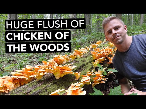 Huge Flush Of Chicken Of The Woods