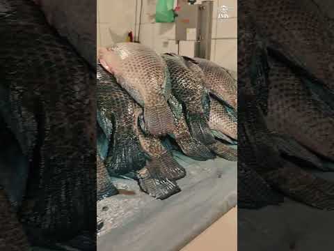 Feira de Pão de Açúcar em Taquaritinga do Norte 🔥