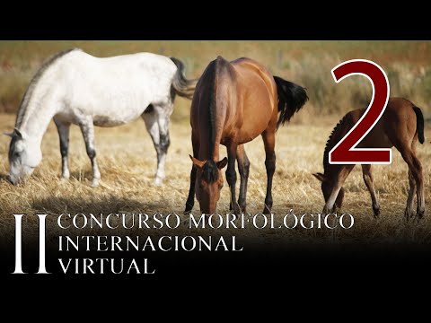 II Concurso Morfológico Internacional Virtual (Jornada 2)