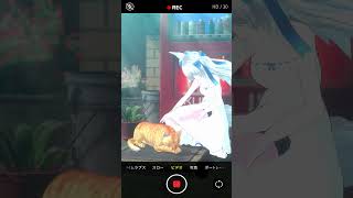 もう夏じゃない～！？！？ネコチャンで癒されよう！【狐狐音の前】 #vtuber #shorts