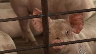 Critics say Smithfield Foods takeover threatens U.S. food safety