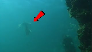 Download lagu TERNYATA BUKAN MITOS !!! 7 Penampakan Nyata Putri Duyung Yang Menggemparkan Dunia mp3