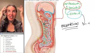 Digestive System - Peritoneal cavity