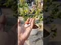 Use This And Get Heavy Fruit On Lemon Tree