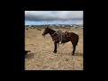 2023 Shelman Family Horse Sale Lot 22 Alexis Magic Mate