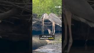 A blue heron has a fish hook in his beak, and she goes to help 🐦❤️  #HeronRescue #WildlifeRescue