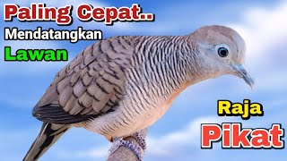 Download lagu SUARA Pikat perkutut lokal alam paling jago memanggil lawan datang mp3 Download lagu SUARA Pikat perkutut lokal alam paling jago memanggil lawan datang mp3