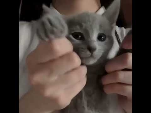 Ashi Ashi💥 #cats #cat #cute #kitten #catlover #cutecats #funny