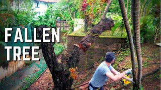 Recycling Wood from a FALLEN TREE | Adventure with Dad