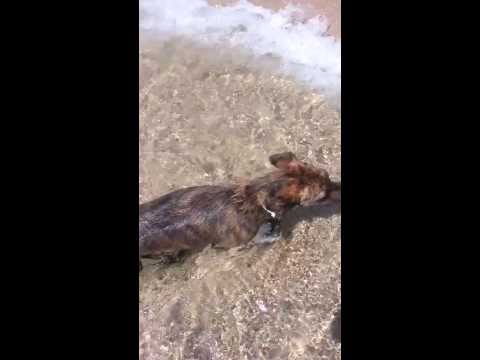 En la playa para perros de Rubina (Roses)