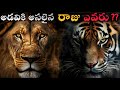 Lion Vs Tiger Fight Comparison In Telugu THEINDIANWINGS