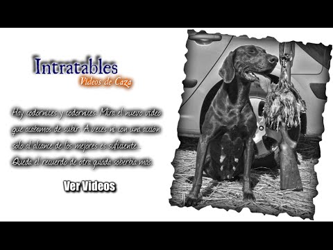 Caza Codorniz. Intratables. – bonviedro.com