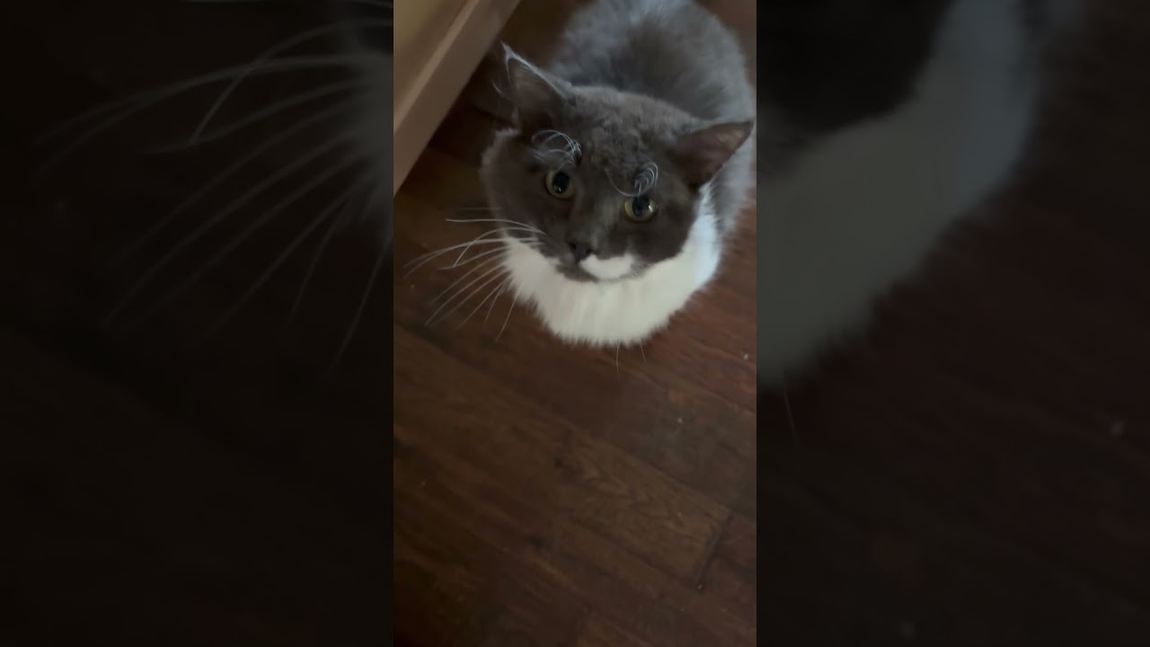 Enlarge Bennet, a ADOPTABLE Domestic Long Hair in Beaufort, SC video 6/6