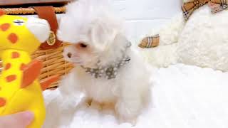 マルチーズの動画01