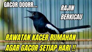 Download lagu Home care for kacer so that it sings diligently and is gacor!! mp3 Download lagu Home care for kacer so that it sings diligently and is gacor!! mp3