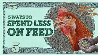 5 Easy Ways to Cut Chicken Feed Costs