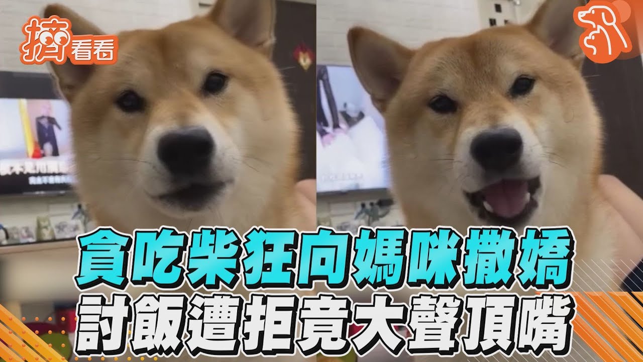 影音／貪吃柴狂向媽咪撒嬌　討飯遭拒竟大聲頂嘴