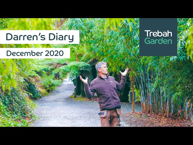 Video Pronunciation of Phyllostachys in English Video Pronunciation of Phyllostachys in English