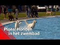 Plons! Honden in het zwembad - Brabants Buske