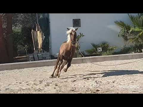 Palominohengst, geboren 2017