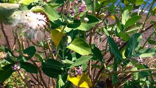 Refreshing Umeanyar Beach Nature North Bali Indonesia