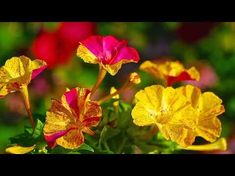 OPwekking 245 Hier in uw heiligdom