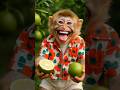Cute Baby Monkey Tastes Limes And Laughs Funny