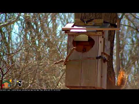 Female Barred Owl Surprises Squirrel Outside the Nest Box – Mar 15, 2018