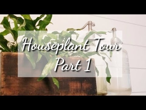 Houseplant Tour Part 1