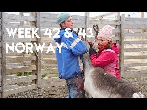 Interview With a Sami Reindeer Herder