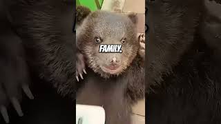 How to make Bear-y good friends